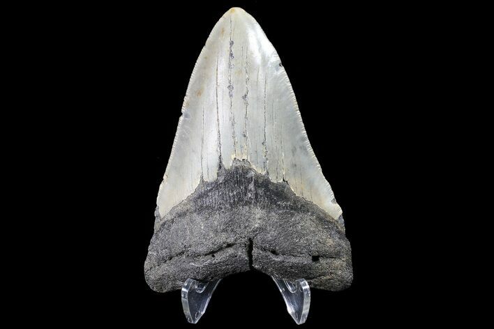 Megalodon Tooth - North Carolina #83969